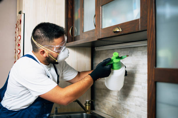 Best Wasp Removal Services  in Stepping Stone, CO
