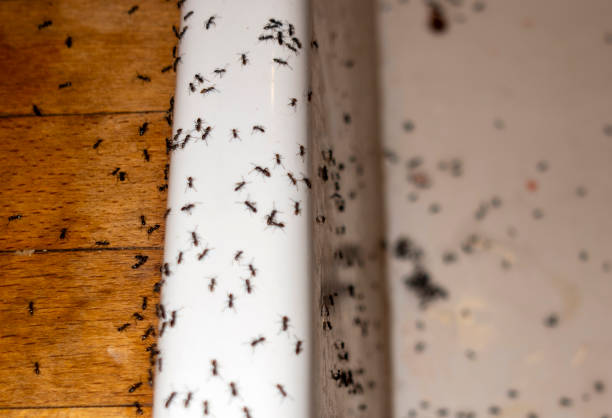 Best Residential Pest Control  in Stepping Stone, CO