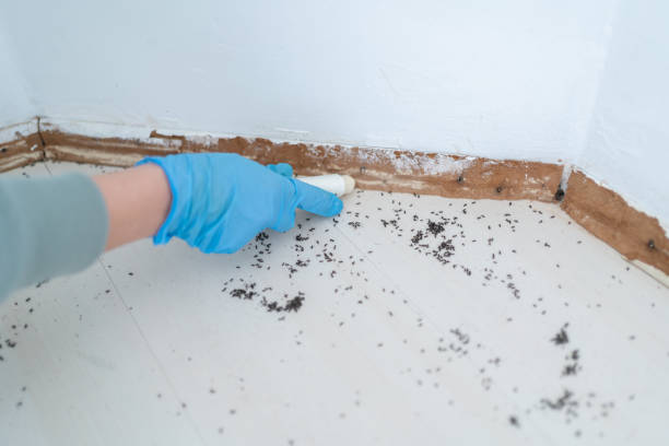 Best Commercial Pest Control Services  in Stepping Stone, CO